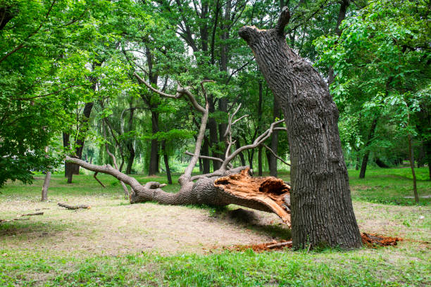 How Our Tree Care Process Works  in  Lake Monticello, VA