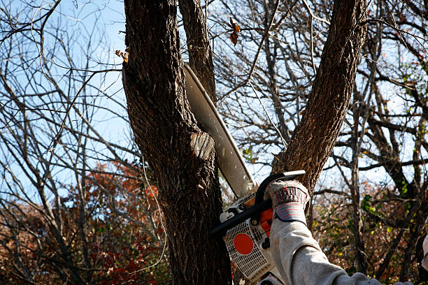 Trusted Lake Monticello, VA Tree Removal Services Experts